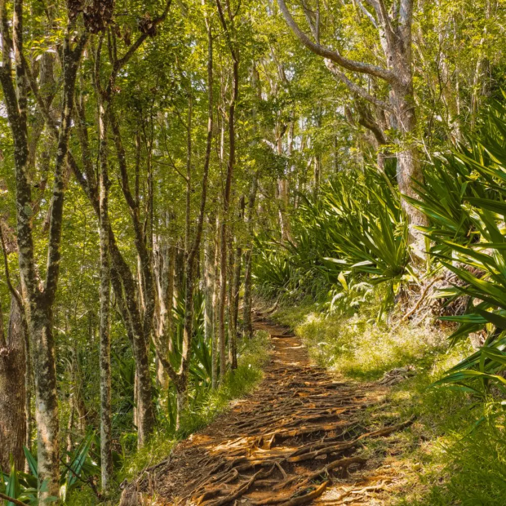 Foret de la Providence GR R2 ile de la reunion foret providence