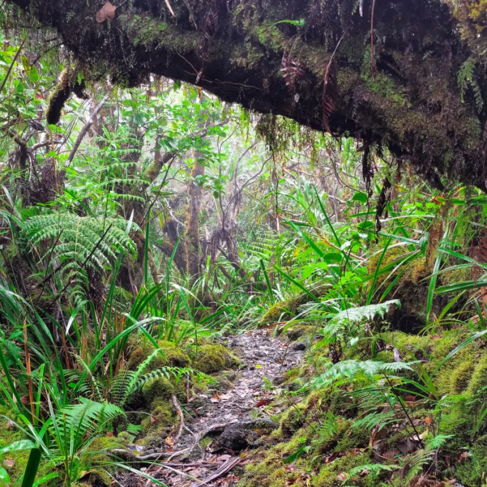 Foret tropicale GR R2 GR R2 ile de la reunion