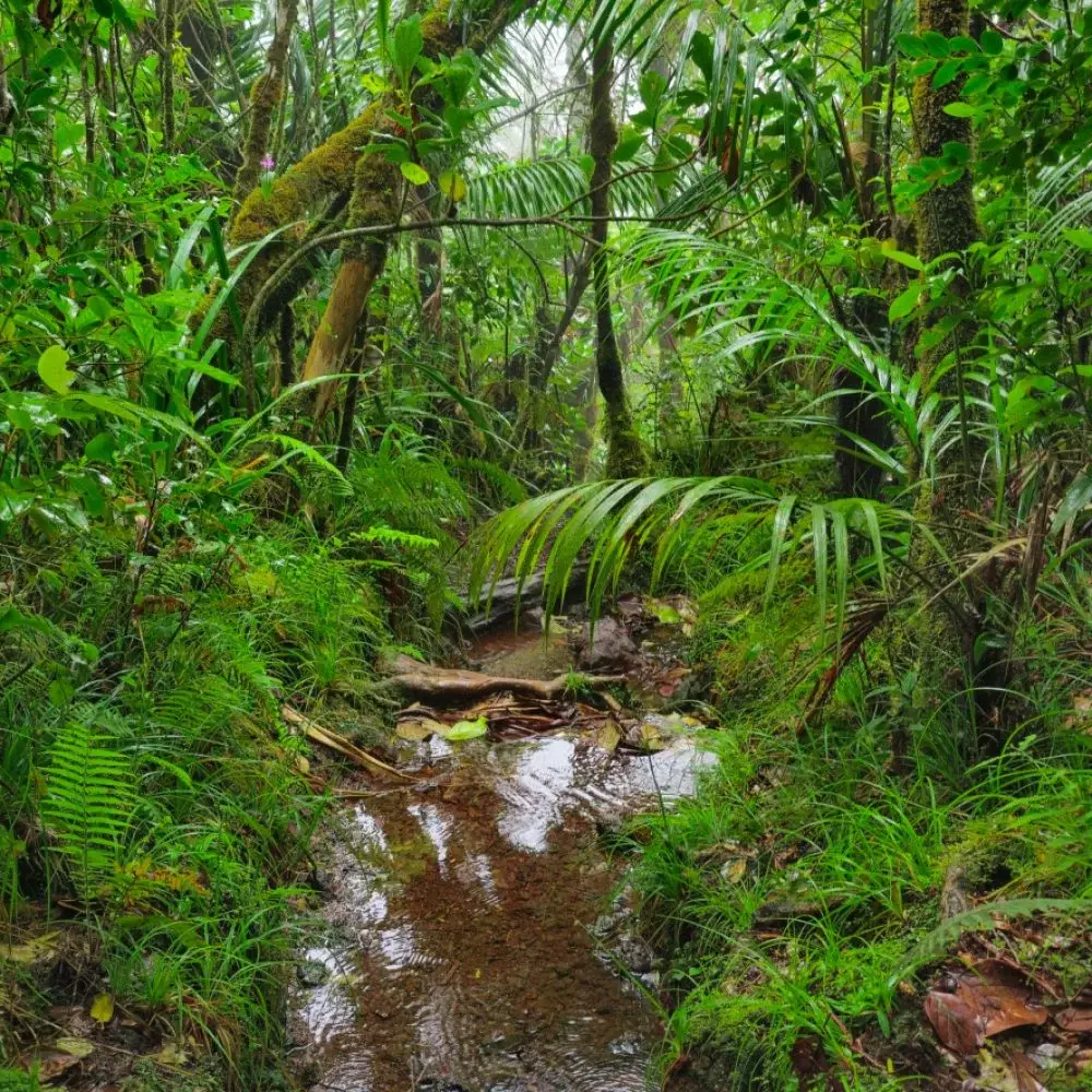 foret tropicale GR R2 ile de la reunion
