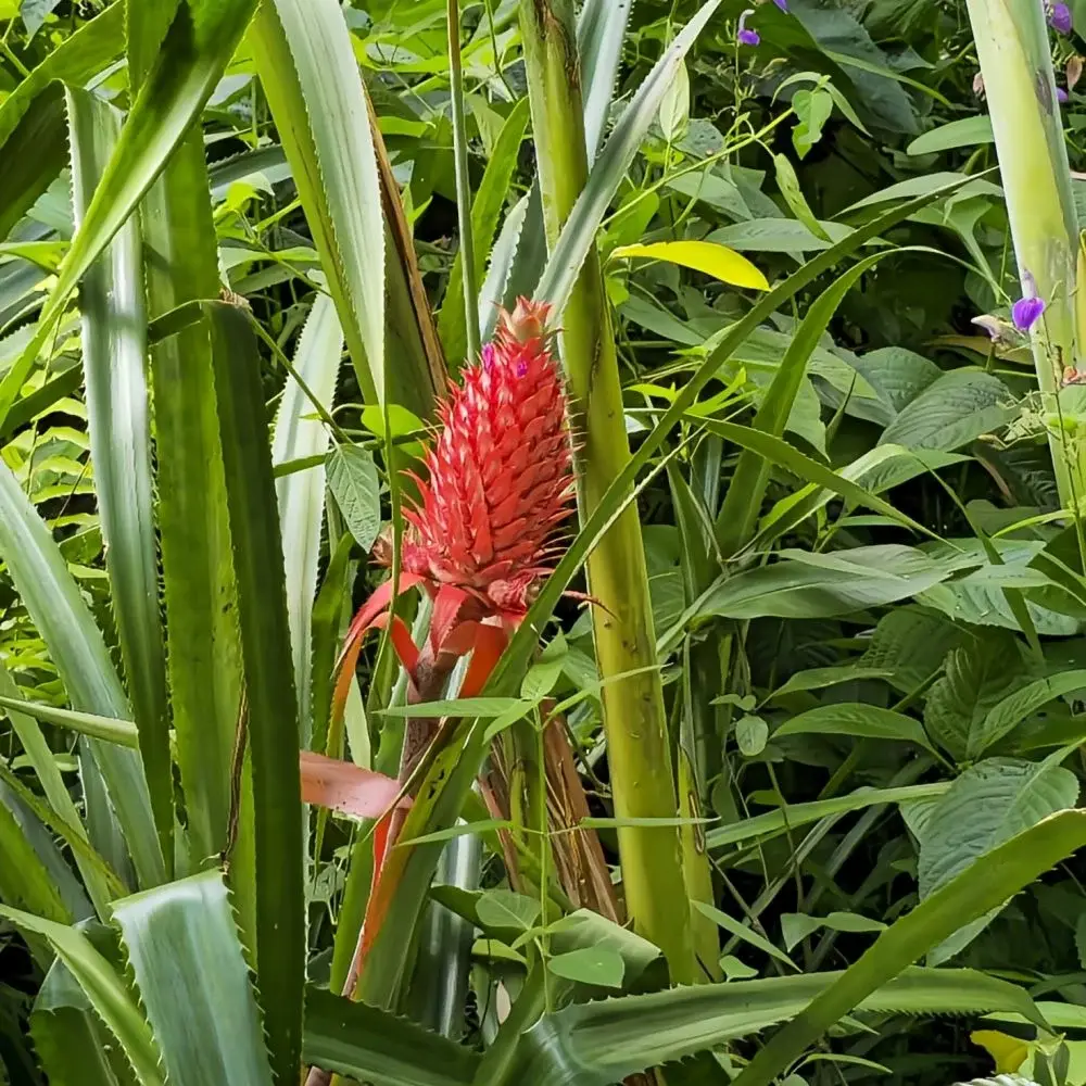 Ananas rouge Ananas rouge Ile Reunion