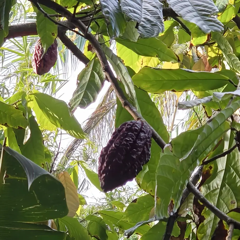 CACAO cacao Ile Reunion