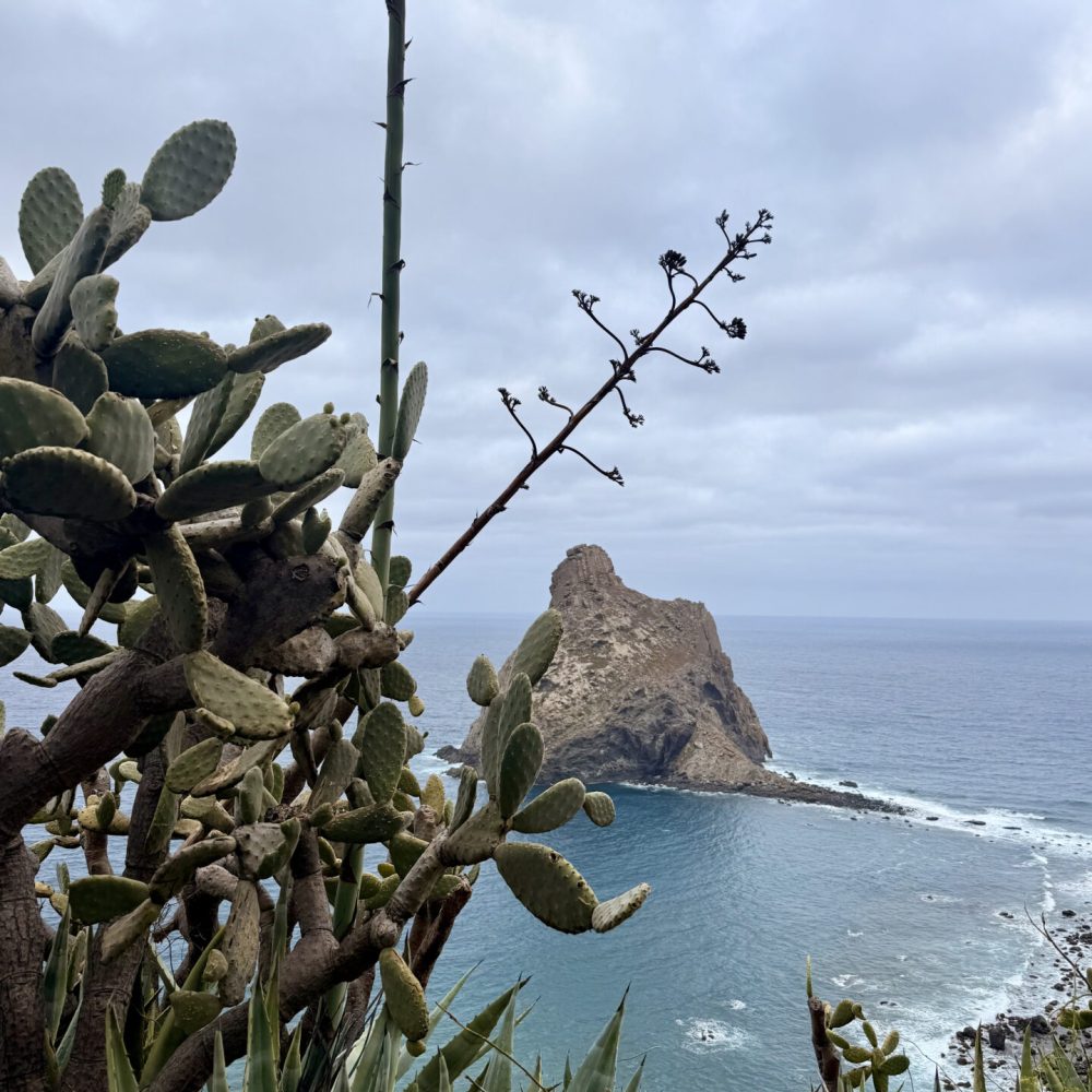 Massif Anaga Tenerife cactus