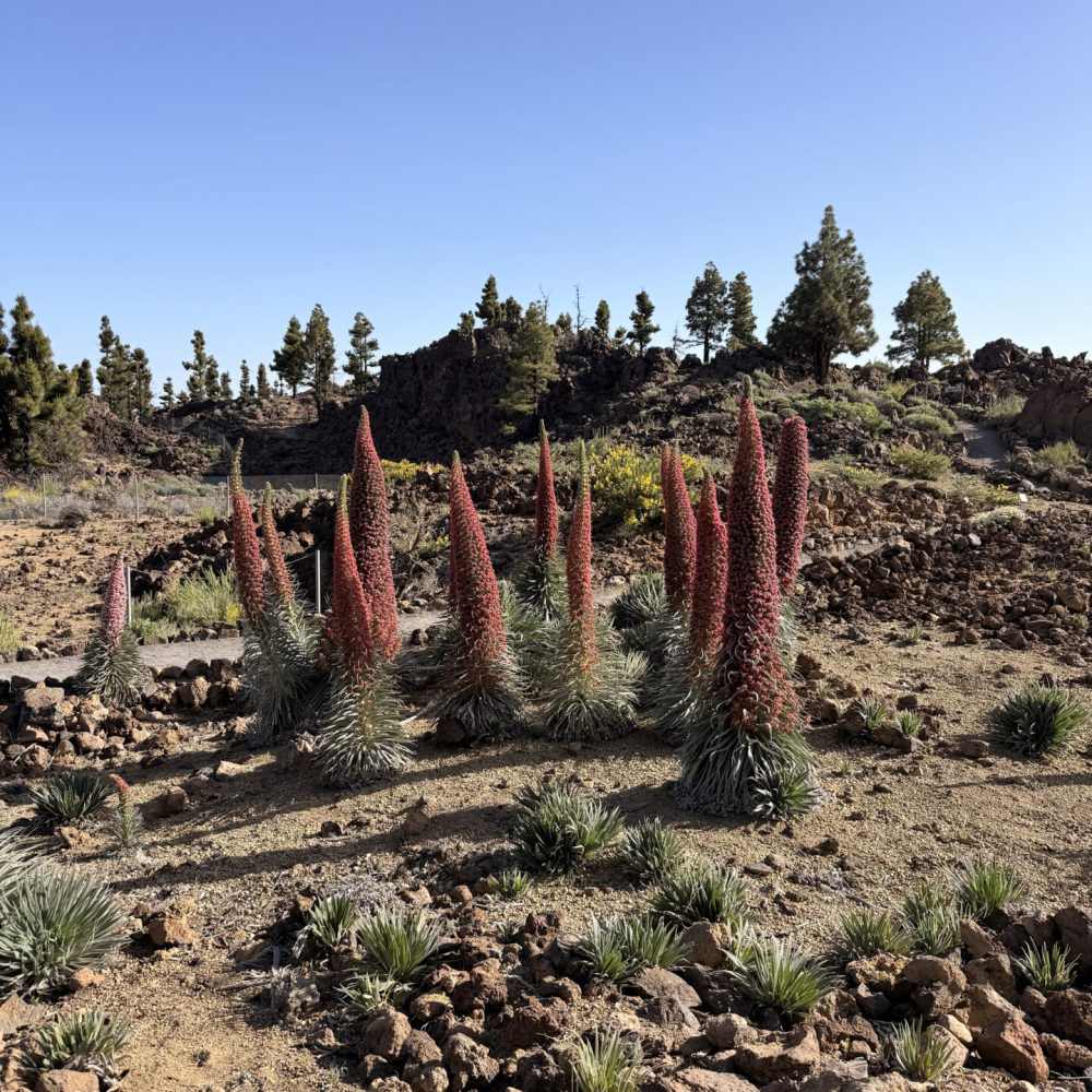 Parc del teide plante